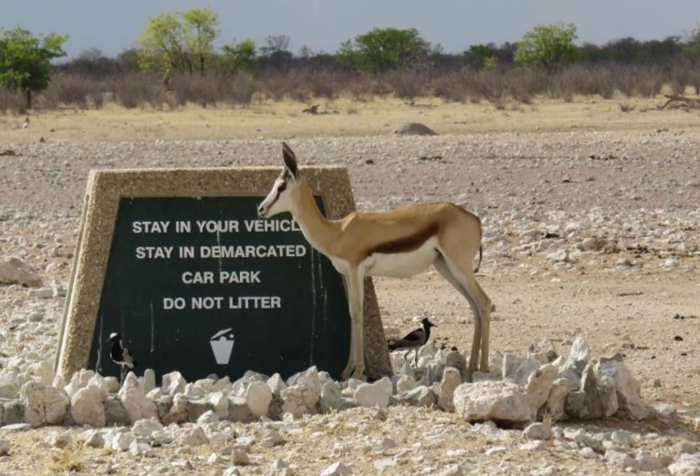 Etosha Safari Campsite Gondwana Collection Namibia